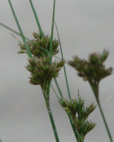 Juncus occidentalis, Western Rush with flower head - grid24_12