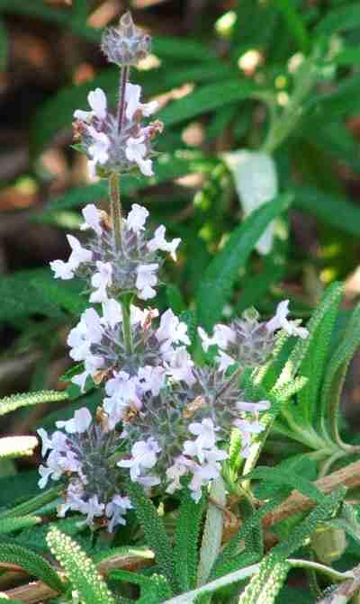 Salvia mellifera repens, Black sage repens flowers - grid24_12