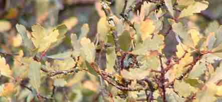 Blue Oak - Quercus douglasii in a hybrid storm. This one doesn't go deciduous - grid24_12