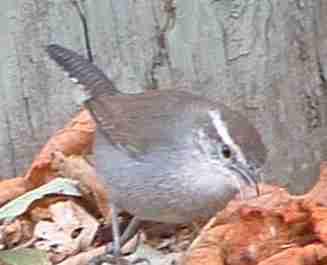 Bewick's Wren looking for bugs in mulch - grid24_12