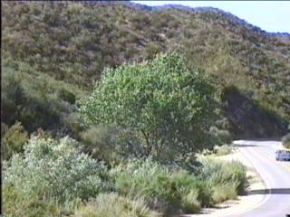 Populus fremontii, Western Cottonwood along hwy 58 - grid24_12