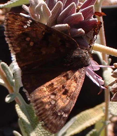 Erynnis tristis,  Mournful Dusky-Wing, Sad Dusky-Wing - grid24_12