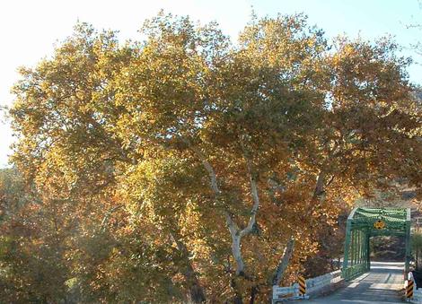 California sycamore, Platanus racemosa down the road a little on Las Pilitas road. Fall color - grid24_12