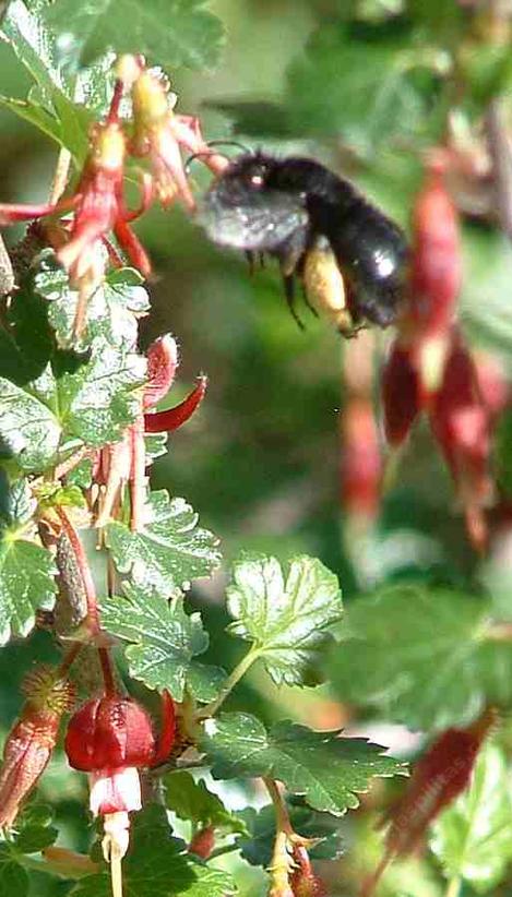 Ribes californicum, Hillside Gooseberry, its flowers being visited by a digger bee in Santa Margarita, California.  - grid24_12