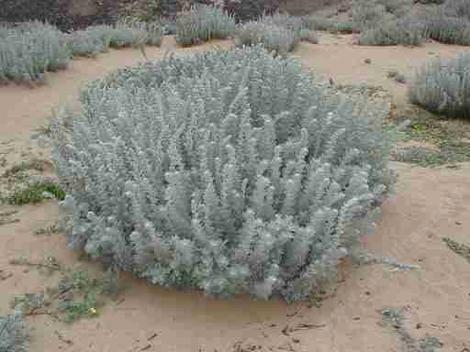 Atremisia pycnocephala, Beach Sagebrush - grid24_12