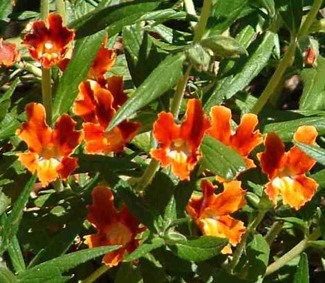 Santa Susana Monkey Flower, Diplacus  rutilus, has a BIG red flower and grows native in North Los Angeles, Pasadena. Los Angeles has GREAT native plants! - grid24_12