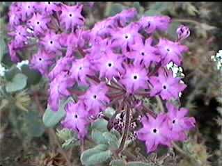 An old photo of Abronia villosa var. aurita, Sand Verbena, from the south coast of California. - grid24_12