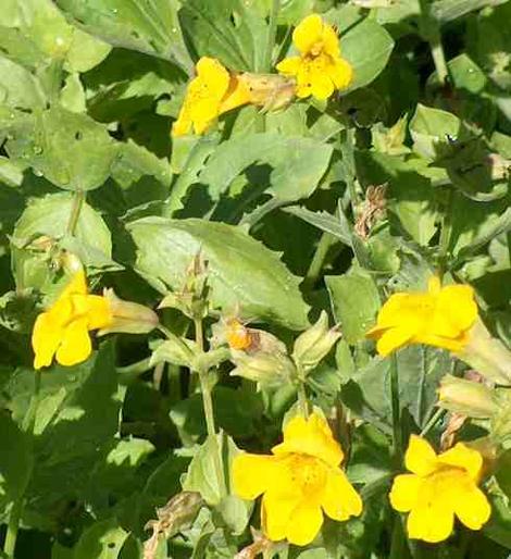 Mimulus tilingii, Creeping Monkey, grows mostly in the mountains of California.  I think Jepson had a sense of humor when he tagged this form of Tillingii with Mimulus tilingii var. corallinus when he found it in Horse corral meadow. - grid24_12