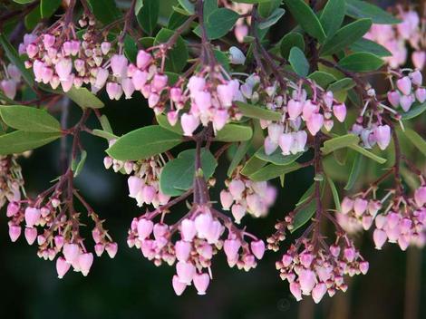 Baby Bear manzanita bush has dark red bark, bright rose pink flowers, liked by hummingbirds, butterflies, bumblebees and other native bees, easy to grow, tolerates most soils, Baby Bear manzanita is a huggable when young.&nbsp; The height seems to be about seven feet and width about eight feet.The bush can be easily pruned to five feet both vertically and wide.'Baby Bear' manzanita can be used as a six to eight foot hedge. The bright pink flowers are very showy and stay for about sixty days. This manzanita bush has a goodly amount of nectar in it's flowers that is used by hummingbirds, butterflies and many native insects.<br> Baby bear seems to tolerate many conditions and be happy as a bear in most of California. - grid24_12