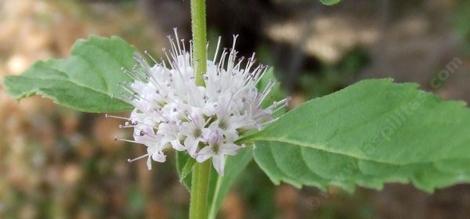 Mentha arvensis, Field Mint, is one of the mint species that is used commercially in mint tea.  - grid24_12