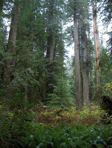 A forest picture of a  California's Coastal Redwood forest with coast redwood (Sequoia semperviren), Elderberry Trees Sambucus,  and  Western Sword Fern (Polystichum munitum) - grid24_12