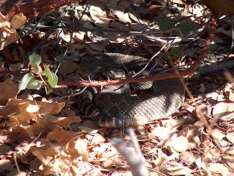 Coiled Western Diamond Back Rattlesnake in the shade - grid24_12