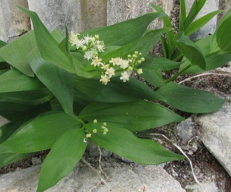 Smilacina stellata False Solomons Seal - grid24_12