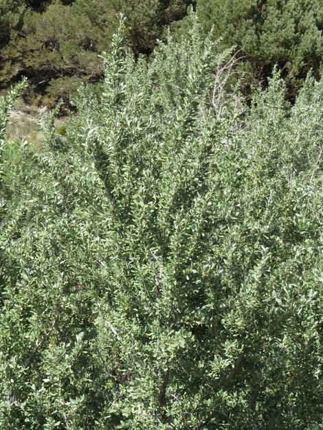 Shepherdia argentea Silver Buffaloberry