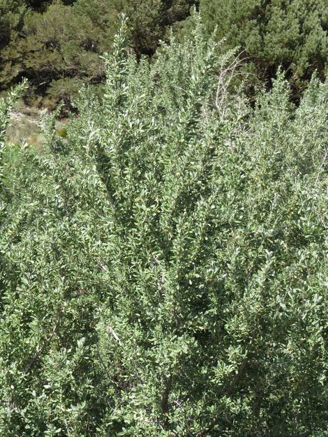 Shepherdia argentea Silver Buffaloberry - grid24_12