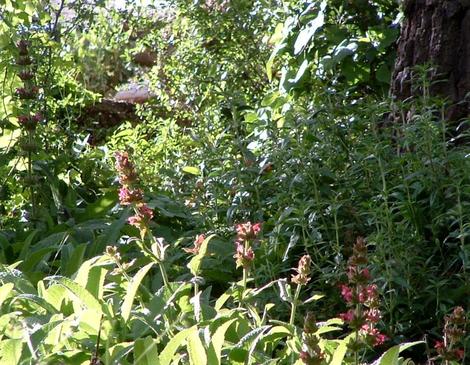 Topanga Hummingbird Sage mixed with some Diplacus Topanga - grid24_12