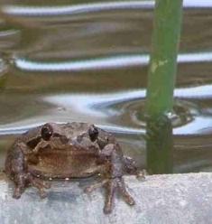 Frog in pond, Pseudacris sierra - Sierran Treefrog or Pacific treefrog, Hyla regilla, or Pseudacris regilla, Pacific Chorus Frog. It's not enough to have a water source, you'll need a weed free native garden to attract and support the wildlife. - grid24_12