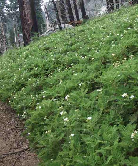 Chamaebatia foliolosa,  Mountain Misery up in the Sierras - grid24_12