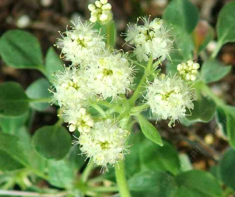 Eriogonum ursinum Mat buckwheat's - grid24_12