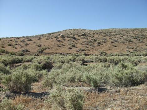 Atriplex polycarpa - cattle saltbush, allscale saltbush, Allscale, cattle spinach in McKitrick - grid24_12