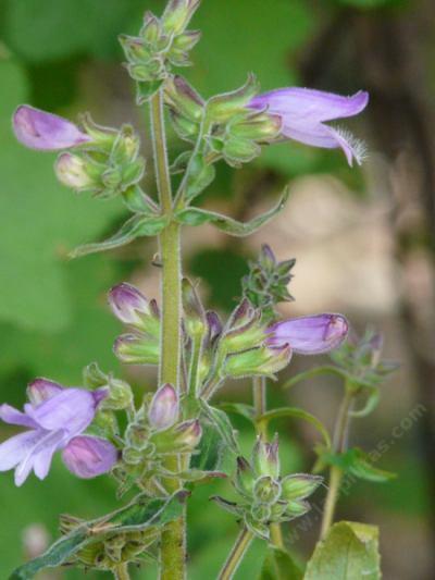 Penstemon rattanii, Rattan's beardtongue flowers - grid24_12