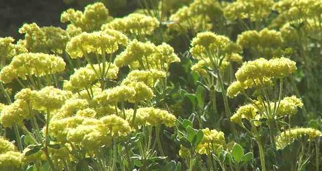 Shasta Buckwheat or Sulfur  Buckwheat flowers can add a lot of color to a native garden in summer. - grid24_12
