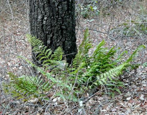 Dryopteris arguta Wood Fern - grid24_12