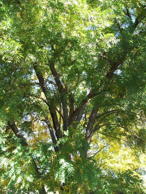 Here is a nice specimen  of Juglans hindsii, Northern California Walnut in the Santa Margarita garden.  - grid24_12