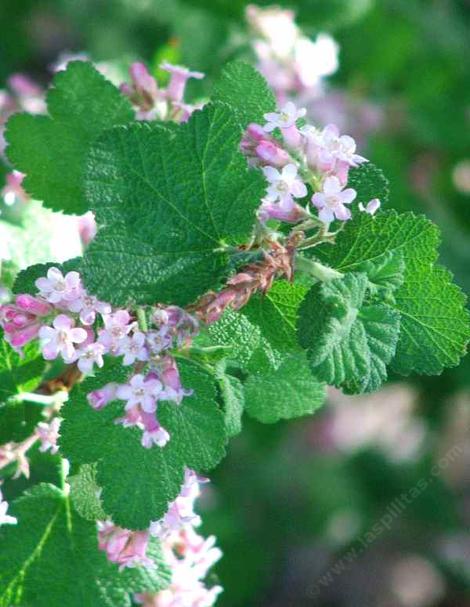 Ribes malvaceum, Pink Chaparral Currant - grid24_12