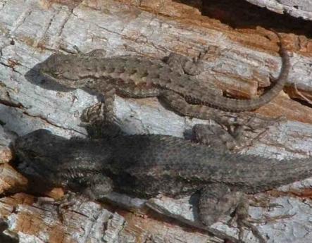 Two Western Fence Lizards laying on the beach - grid24_12
