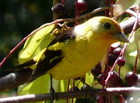 Western Tanager on Black Chokecherry. Plant native plants with that bear fruit or berries and you get great birds. - grid24_12