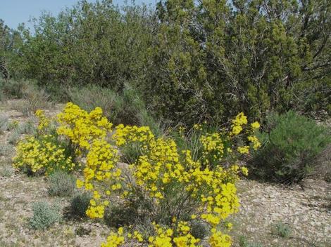 Haplopappus linearifolius (Ericameria linearifolia, Stenotopsis linearifolia) with California Juniper - grid24_12