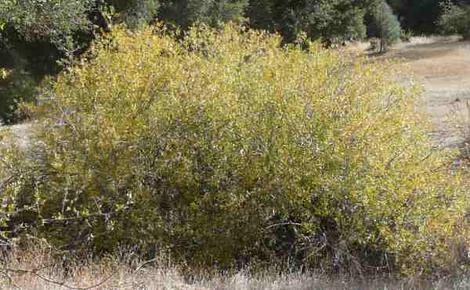 Salix lasiolepis, Arroyo Willow, as bush - grid24_12