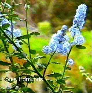 Louis Edmunds Ceanothus - grid24_12