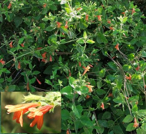 Satureja mimuloides, Monkeyflower Savory grows in moist shade and is one of the few native plants that will tolerate an over-watered regular garden. - grid24_12