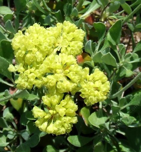 Eriogonum umbellatum var. chlorothamnus , Sulphur-flower buckwheat - grid24_12
