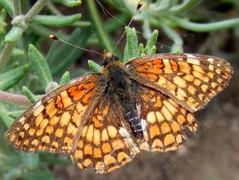 Northern Checkerspot - grid24_12