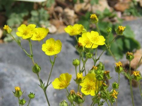 Potentilla gracilis , Cinquefoil is a little perennial with these yellow flowers. - grid24_12