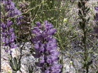 An old picture of Lupinus latifolius - grid24_12