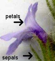 flower parts - grid24_12 flower parts - grid24_12