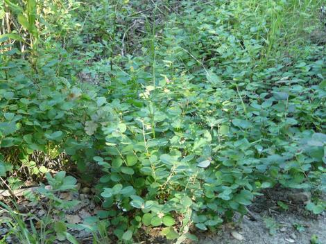 Symphoricarpos mollis, Southern California Snowberry as groundcover - grid24_12