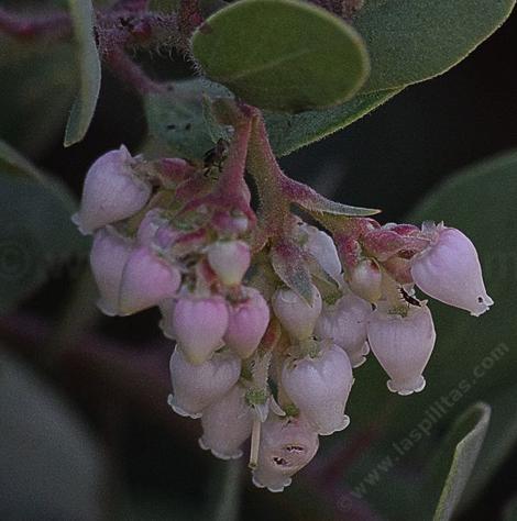 Arctostaphylos glandulosa - grid24_12