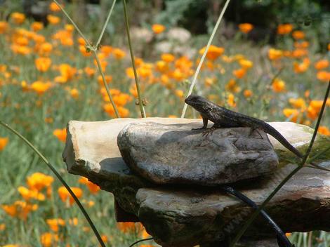 Western Fence Lizard posing on the bird bath - grid24_12