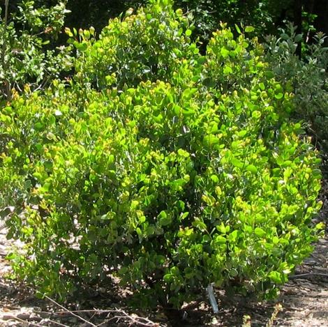 A young Ramona form of Arctostaphylos glauca, Big Berry Manzanita. - grid24_12