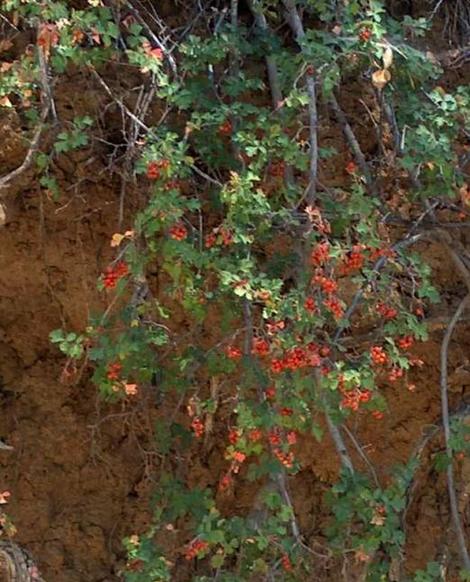 Rhus trilobata, Squaw Bush Sumac with berries hanging down bank. - grid24_12
