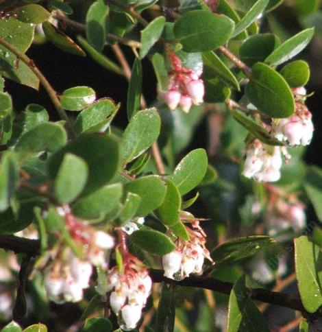 Morro Bay Manzanita, Arctostaphylos morroensis. Even though it grows in Los Osos - grid24_12