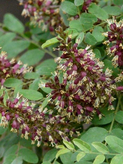 Amorpha californica, California False Indigo Bush flowers - grid24_12