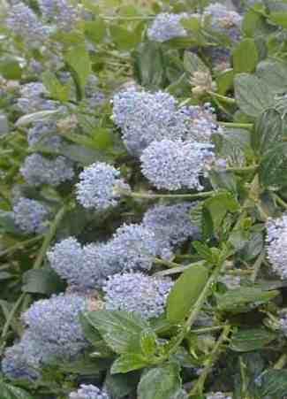 Ceanothus thyrsiflours repens. - grid24_12