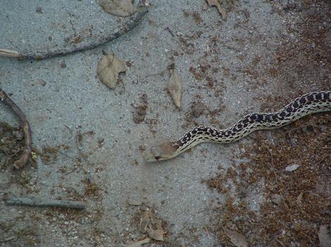 Gopher Snake from above - grid24_12