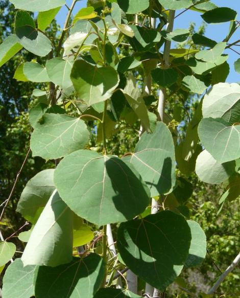 Populus tremuloides Quaking Aspen - grid24_12